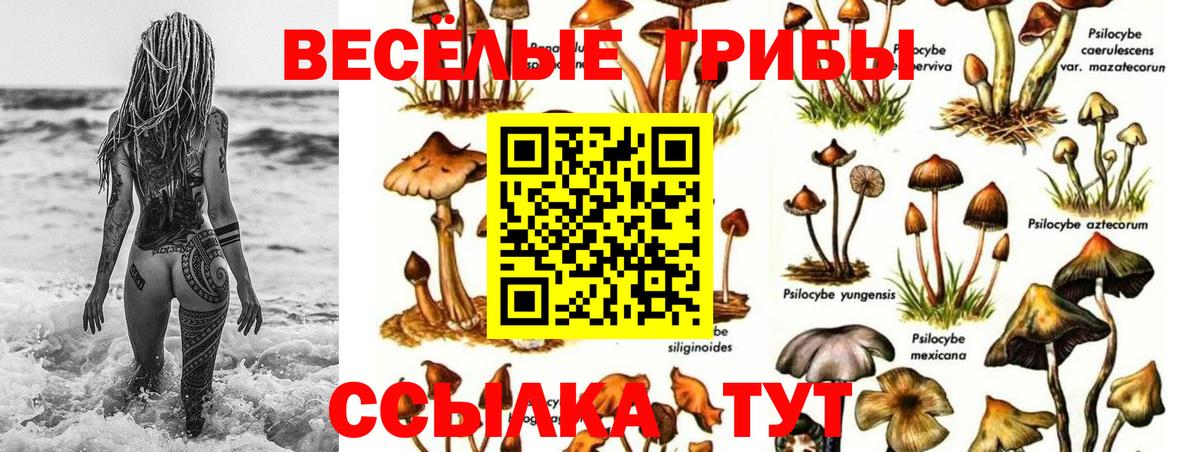 Галлюциногенные грибы Psilocybine cubensis Сочи